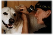 Ear Cleaning for your dog or cat