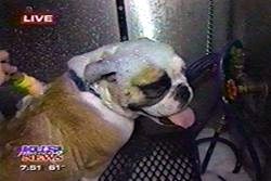 You dirty dog featured live on KUSI News channel 9 for their Mobile dog and cat grooming services